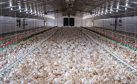 Large Commercial Farms & Integrators